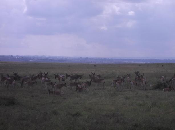 Nairobi National Park Deer