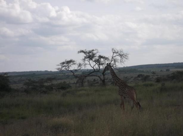 Nairobi National Park Giraffe