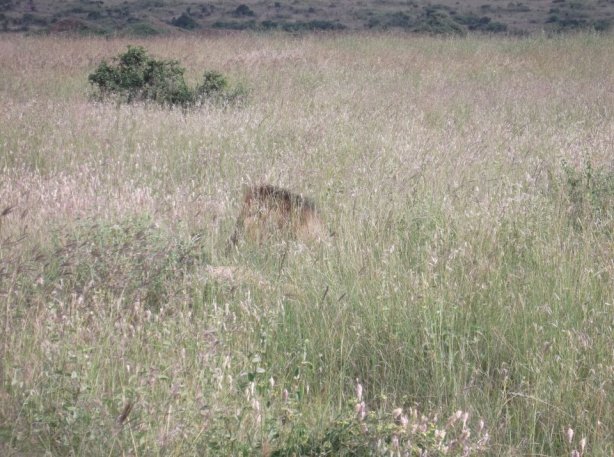 Nairobi National Park Lion